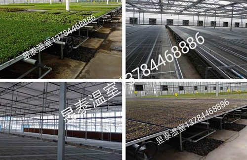 玻璃温室&阳光板温室