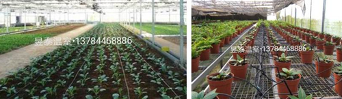 玻璃温室&阳光板温室